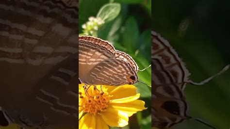 Fetching Butterflies : u/Bubbly